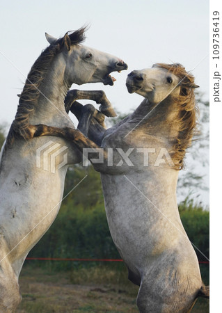 闘う白馬 109736419