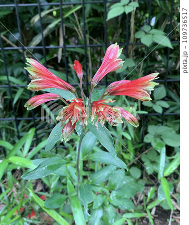 アルストロメリア・プルケラの花 109736517