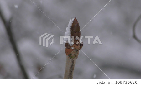 寒さに耐える木の芽 109736620