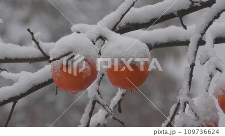 柿の実に降り積もる雪 柿の実に降り積もる雪 109736624