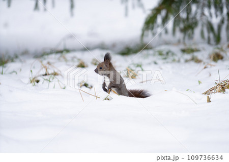 エゾリス04_北海道・神楽岡公園 エゾリス04_北海道・神楽岡公園 109736634