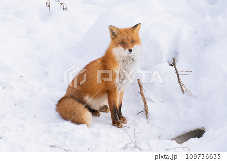 キタキツネ01_北海道・美瑛 キタキツネ01_北海道・美瑛 109736635