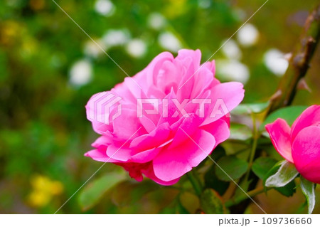 美しいピンクのバラと光さす背景 109736660