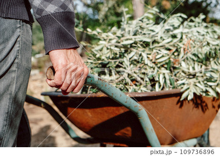 pushes a rusty wheelbarrow full of olive branches pushes a rusty wheelbarrow full of olive branches 109736896