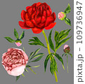 Red and pink peonies with buds 109736947