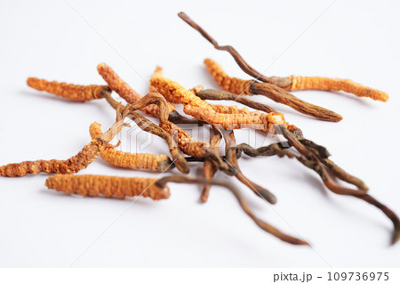 Cordyceps sinensis or Ophiocordyceps sinensis isolated on white background, mushroom herb treatment medicine.. 109736975