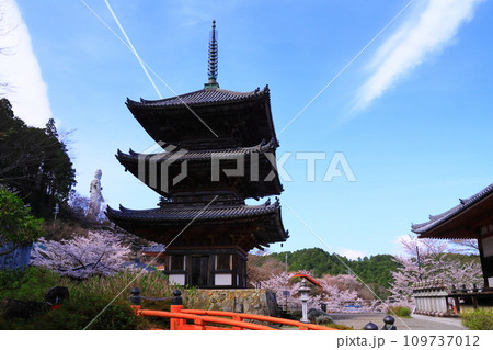 壷阪寺(奈良県高市郡)桜満開 壷阪寺(奈良県高市郡)桜満開 109737012
