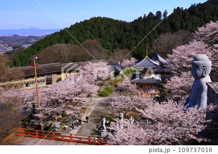 壷阪寺(奈良県高市郡)桜満開 壷阪寺(奈良県高市郡)桜満開 109737016