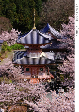 壷阪寺（奈良県高市郡）桜満開 109737017