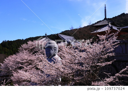 壷阪寺（奈良県高市郡）桜満開 109737024
