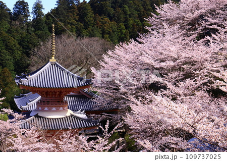 壷阪寺（奈良県高市郡）桜満開 109737025