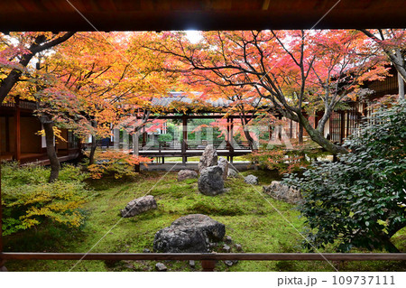 晩秋の京都市東山区 建仁寺 潮音庭 109737111