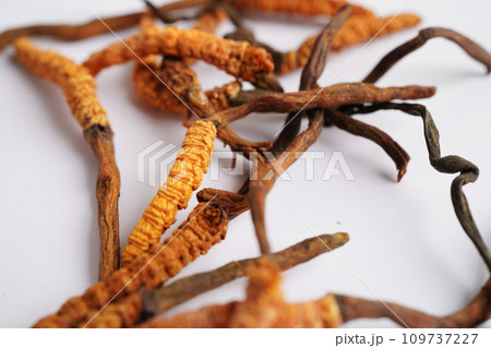Cordyceps sinensis or Ophiocordyceps sinensis isolated on white background, mushroom herb treatment medicine. Cordyceps sinensis or Ophiocordyceps sinensis isolated on white background, mushroom herb treatment medicine. 109737227