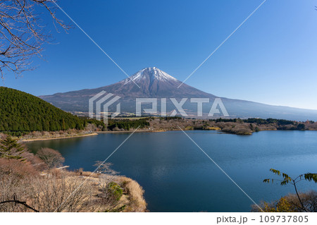 田貫湖・たぬき展望台から眺める晩秋の富士山 静岡県 富士宮市 109737805