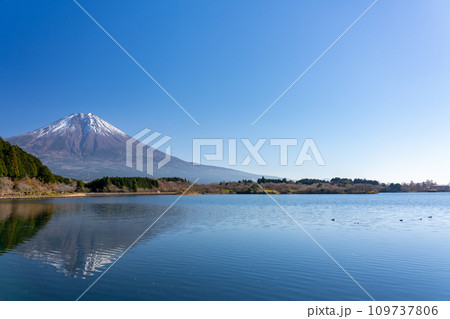 田貫湖・湖畔から眺める晩秋の富士山 静岡県 富士宮市 田貫湖・湖畔から眺める晩秋の富士山 静岡県 富士宮市 109737806