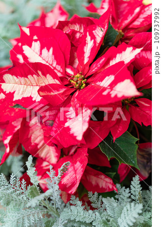 ポインセチア・クリスマス イメージ 109737992