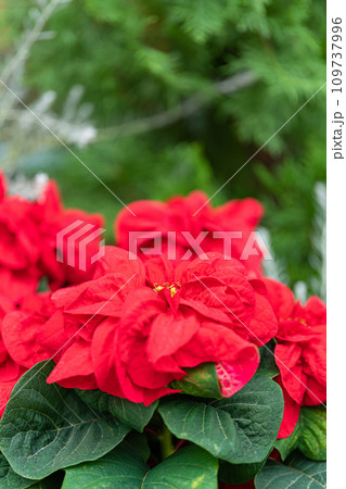 ポインセチア・クリスマス イメージ 109737996