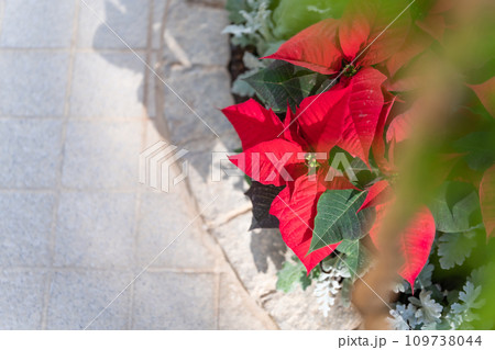 ポインセチア・クリスマス イメージ 109738044
