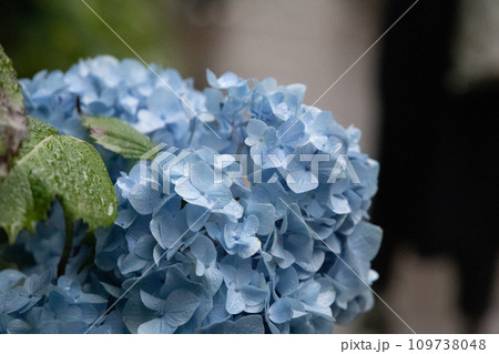 雨に濡れた紫陽花 109738048