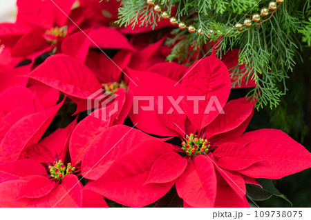ポインセチア・クリスマス イメージ 109738075