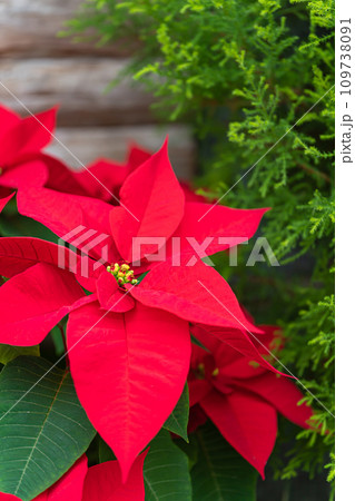 ポインセチア・クリスマス イメージ ポインセチア・クリスマス イメージ 109738091