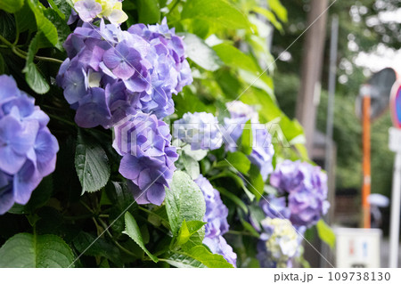 梅雨に咲く色鮮やかな紫陽花 109738130