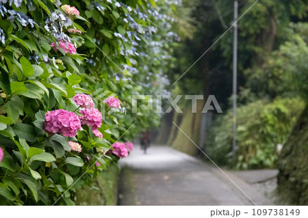 梅雨に咲く色鮮やかな紫陽花 梅雨に咲く色鮮やかな紫陽花 109738149