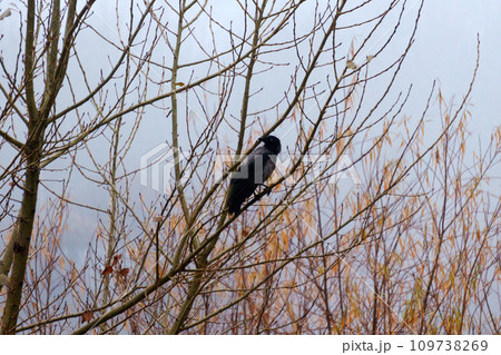 Black bird raven perched on a high branch of a tree. Mystical atmosphere Black bird raven perched on a high branch of a tree. Mystical atmosphere 109738269