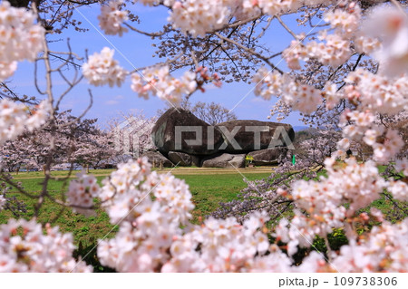 石舞台古墳(奈良県明日香村)周辺の満開の桜 石舞台古墳(奈良県明日香村)周辺の満開の桜 109738306