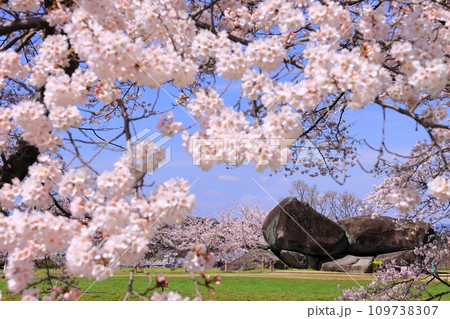 石舞台古墳（奈良県明日香村）周辺の満開の桜 109738307