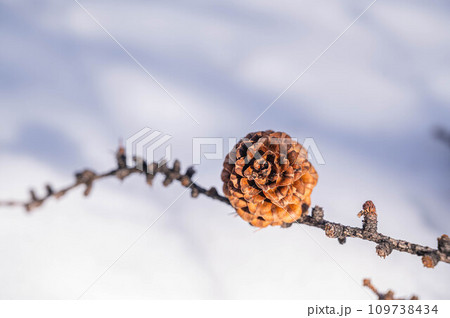冬の枝に残った松ぼっくりと雪景色 109738434