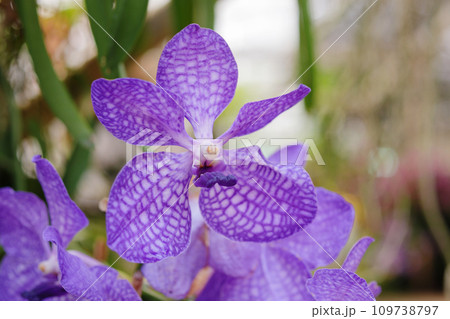 Beautiful vanda orchid flower blooming in garden floral background 109738797