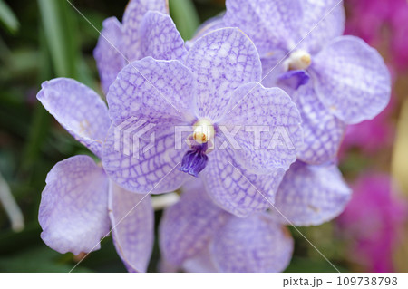 Beautiful vanda orchid flower blooming in garden floral background Beautiful vanda orchid flower blooming in garden floral background 109738798