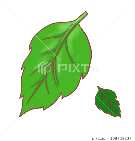 緑の葉っぱ2枚 緑の葉っぱ2枚 109738837
