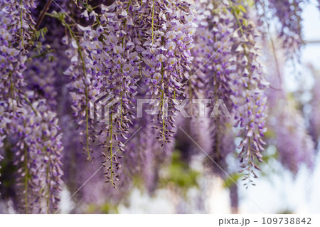 Blooming Wisteria Sinensis with classic purple flowers in full bloom in drooping racemes against the sky. Garden with wisteria in spring. 109738842
