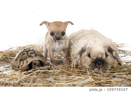 rabbit, chihuahua and turtle in studio rabbit, chihuahua and turtle in studio 109739107