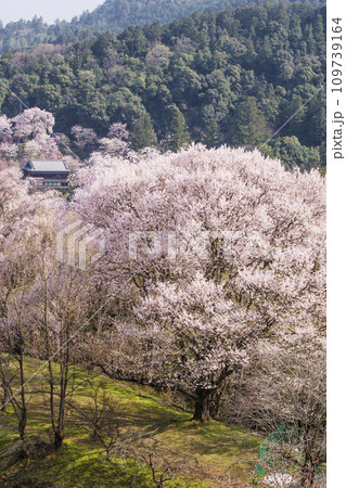 吉野山の千本桜　一目千本桜　日本一の花見名所　世界遺産の観光地　奈良観光スポット　 109739164