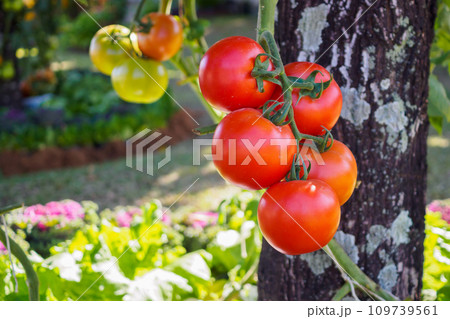Fresh ripe red tomatoes plant growth in organic garden Fresh ripe red tomatoes plant growth in organic garden 109739561