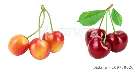 yellow-red sweet cherry isolated on white background with full depth of field yellow-red sweet cherry isolated on white background with full depth of field 109739626
