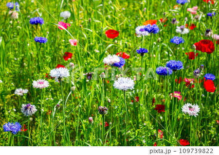 一面に広がる花畑 一面に広がる花畑 109739822
