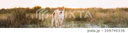 Panorama, Panoramic View Shot Scene Copy Space Young Red Shiba Inu Puppy Dog Standing Outdoor During Sunset. 109740336