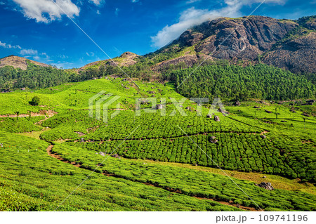 Tea plantations, Munnar, Kerala state, India 109741196