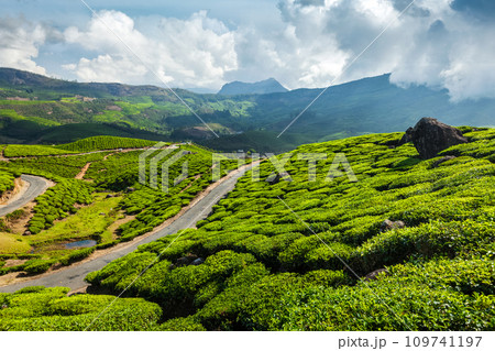 Green tea plantations in Munnar, Kerala, India 109741197