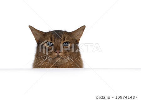 Somali cat on white background Somali cat on white background 109741487