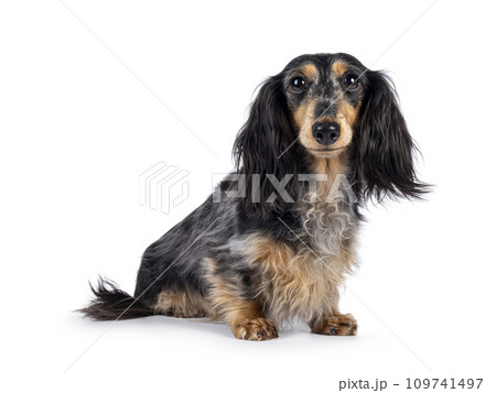 Dachshund dog on white background 109741497