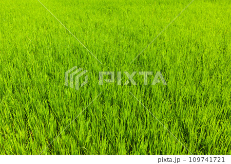 Rice close up, India Rice close up, India 109741721