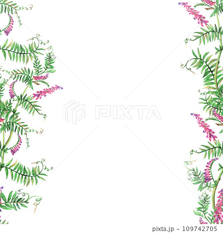 Mouse peas flowers watercolor seamless border frame floral illustration. Purple plant isolated on white background. Meadow wildflower botanical natural hand drawn. Lavender bloom realistic aquarelle Mouse peas flowers watercolor seamless border frame floral illustration. Purple plant isolated on white background. Meadow wildflower botanical natural hand drawn. Lavender bloom realistic aquarelle 109742705