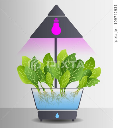 Portable hydroponic aeroponic system for eco-friendly growing of green lettuce, vegetables and herbs. With automatic watering system and purple phyto lighting. Phytolamp. Organic vegetable garden 109742931