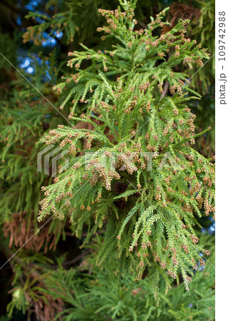 花粉症 スギ花粉 杉の花 花粉症 スギ花粉 杉の花 109742988