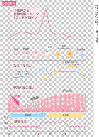 月経周期まとめ（増殖期・分泌期バージョン） 109743323